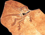 Archaeopteryx